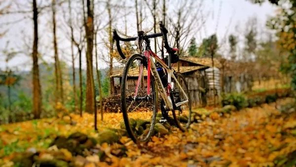 「爱上这座城」满地尽带“黄金甲”的崇州，会是怎样的惊艳？