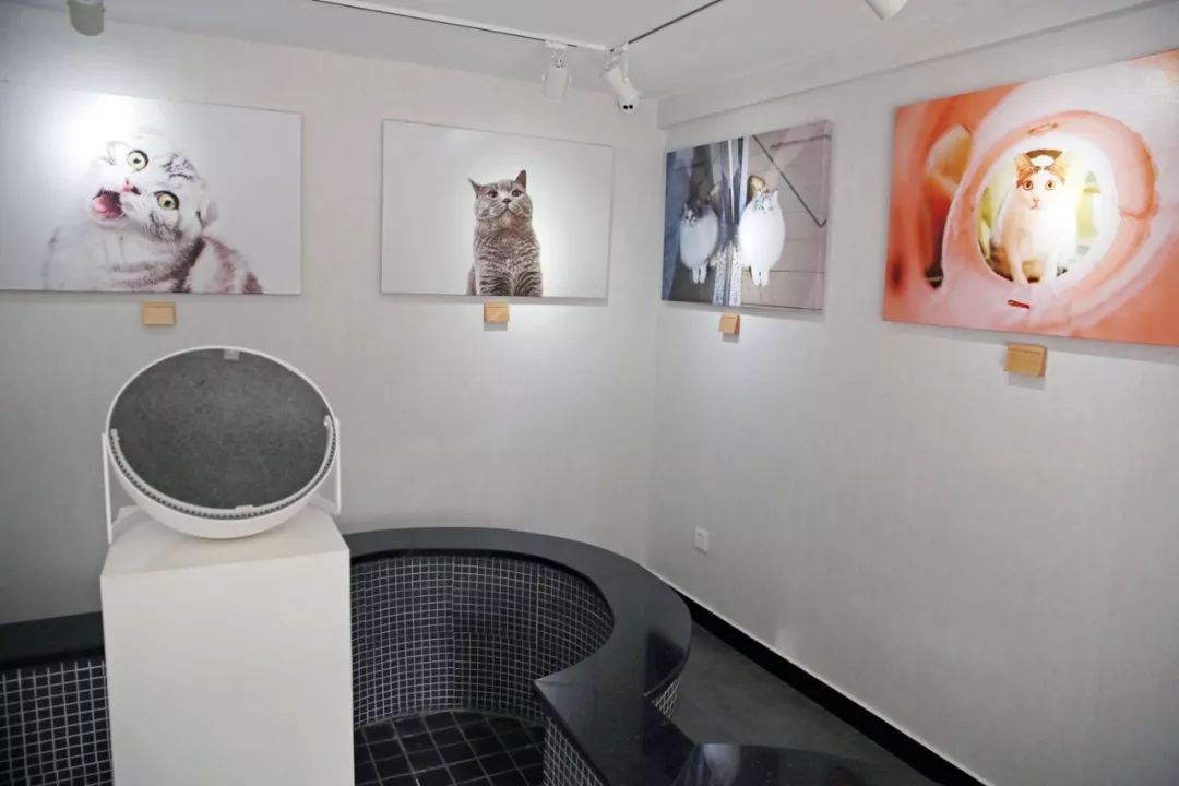 宠物竟然也有五星级酒店,高端宠物酒店推荐