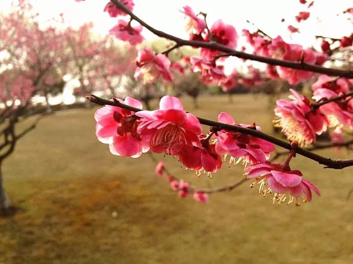 赏花蚌埠,蚌埠春季赏花