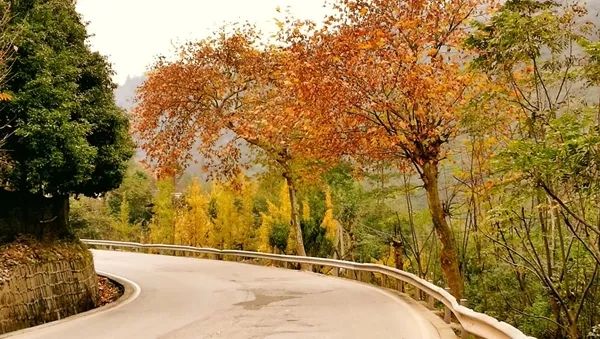 「爱上这座城」满地尽带“黄金甲”的崇州，会是怎样的惊艳？