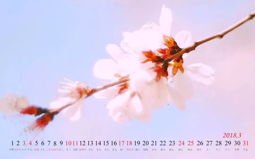 请查收申城春游指南,申城各公园迎来赏花客流高峰