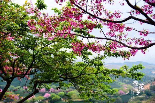 樱花梦日语,永福樱花之旅