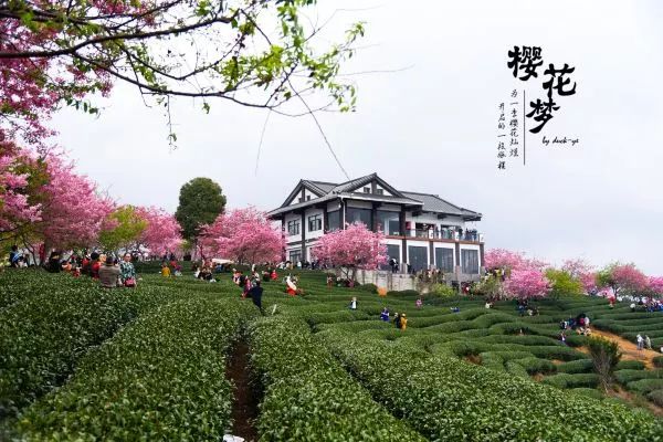 樱花梦日语,永福樱花之旅