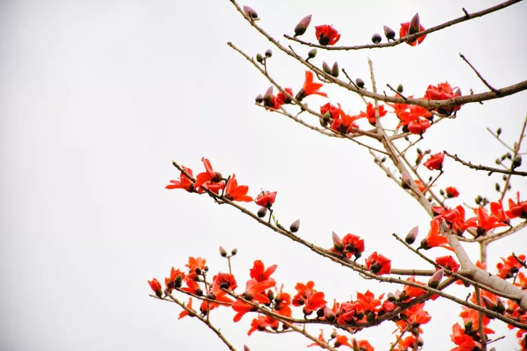 报春技巧,追春的七言诗句