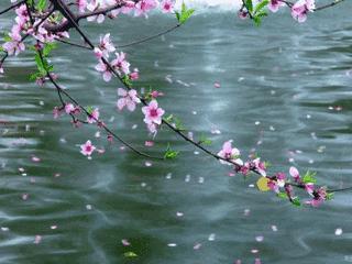 广济桃花几月开始,2020广济桃花开了吗