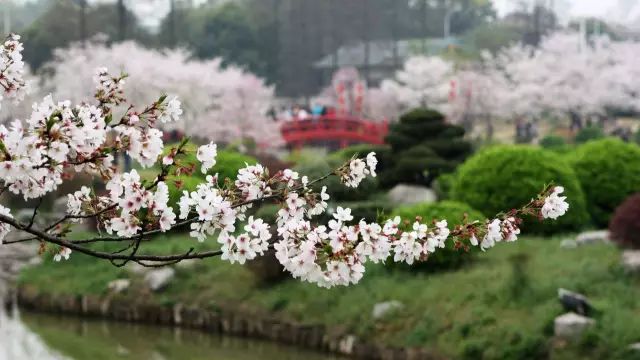 报春技巧,追春的七言诗句