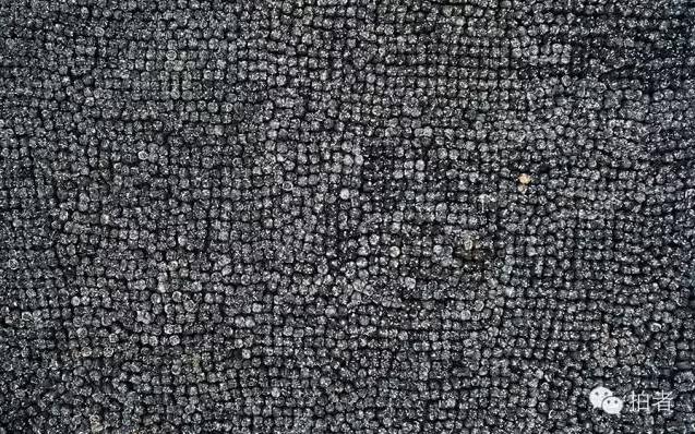 新京报两记者获金镜头奖，2015年他们还拍了哪些精彩图片？