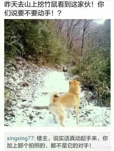 大熊猫吃羊怎么处理,野生大熊猫被什么动物吃了