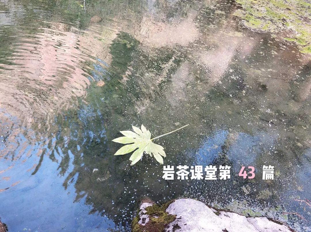 武夷岩茶的冲泡与品鉴标准,武夷岩茶冲泡与品鉴标准是什么