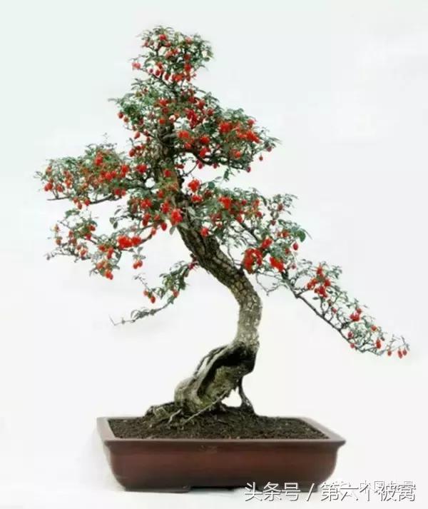 芽叶枝花都可赏,北国红豆亦相思