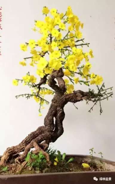 造型独特的迎春花盆景,迎春花盆景有哪些造型特点