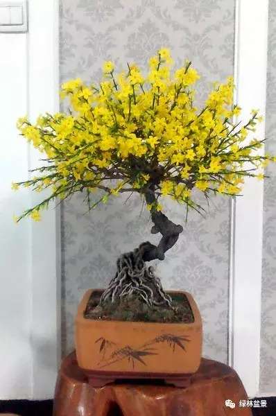 造型独特的迎春花盆景,迎春花盆景有哪些造型特点