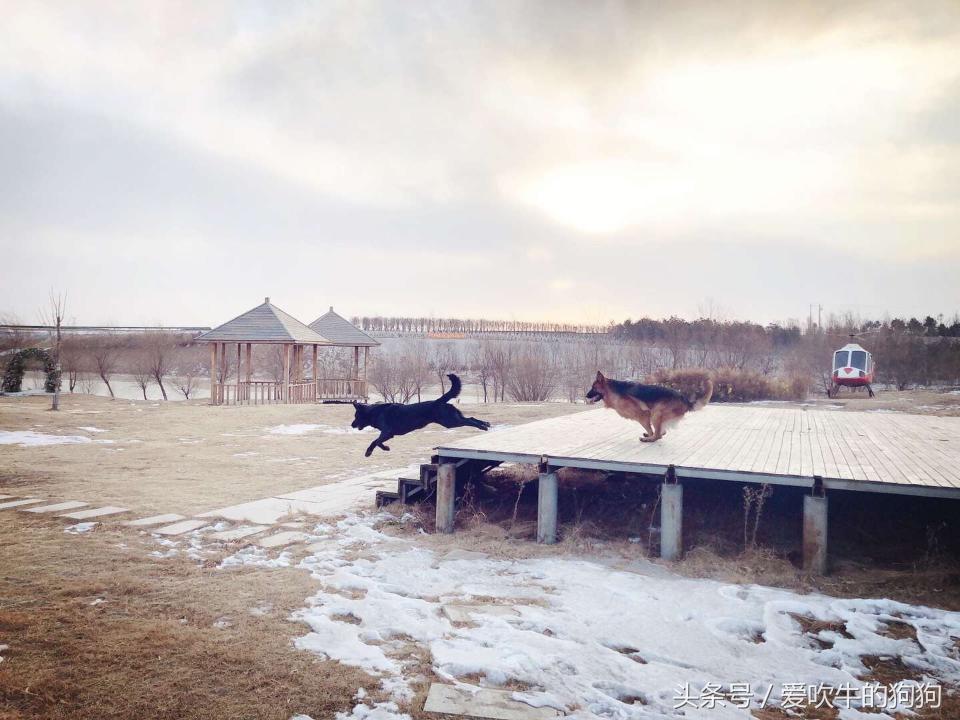 父母都是纯种狗后代为什么像串串,父母都是柯基就是纯种吗