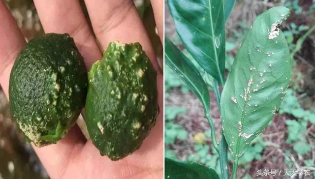 柑橘春季防治红蜘蛛的最佳时间,柑橘清园红蜘蛛如何消灭