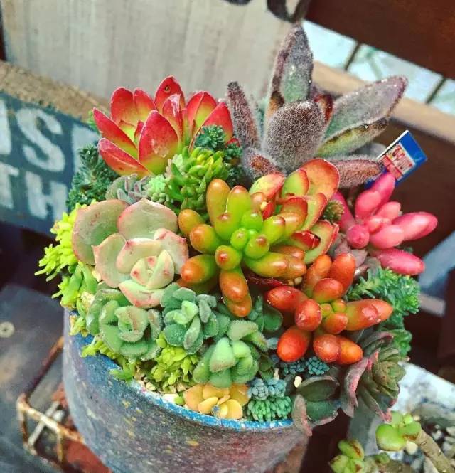 有一家多肉解忧杂货铺是一种怎样的体验