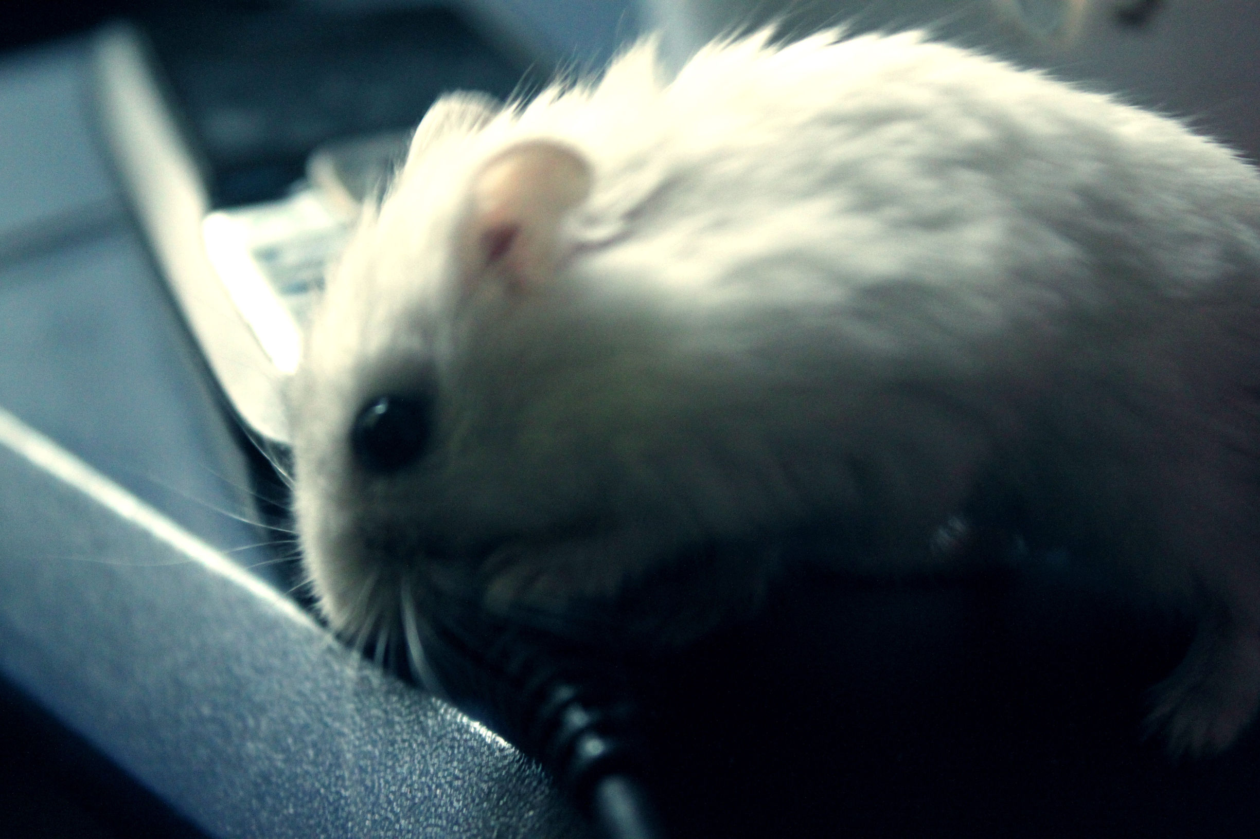 仓鼠为什么会脱皮屑,仓鼠为什么会掉毛吃什么好