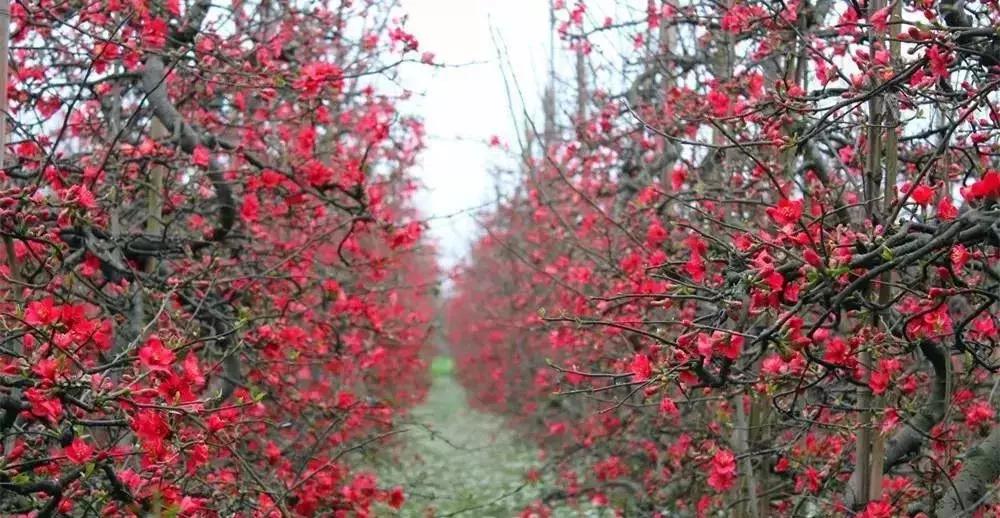 海棠花全部盛开,中国最大的海棠花观赏地