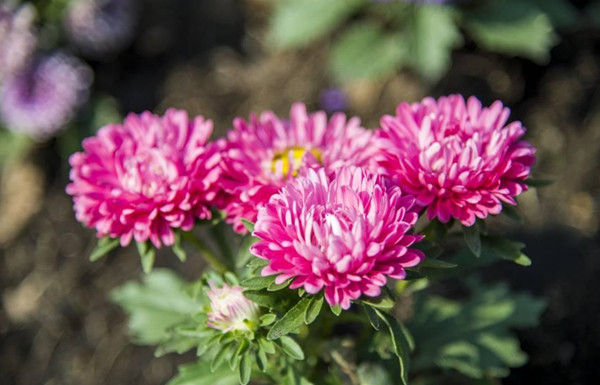 植物吸甲醛好还是活性炭吸甲醛好,芦荟是不是去除甲醛的最好的植物