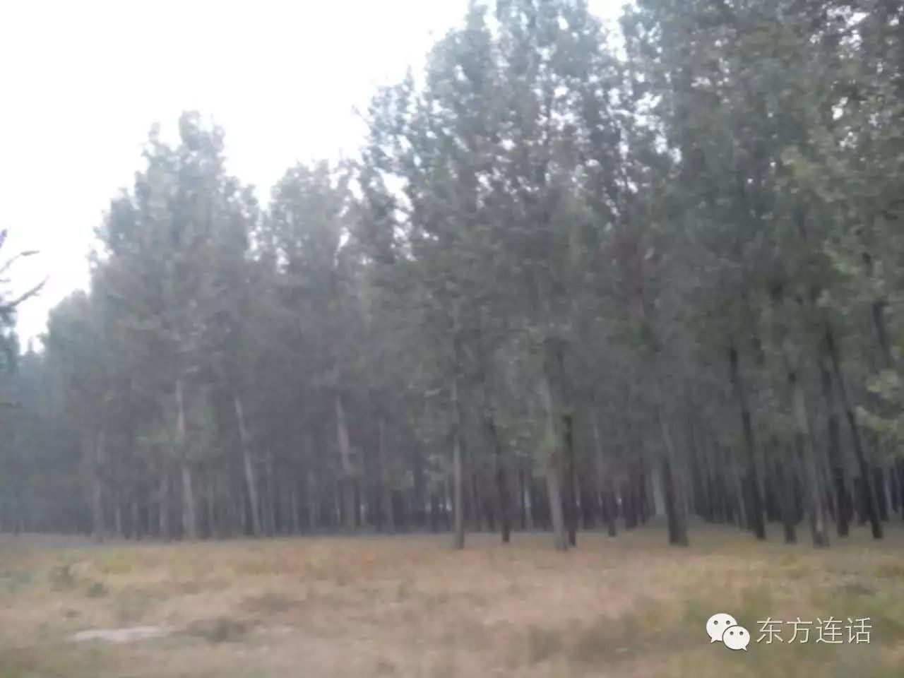 武清津北森林,没有森林的山