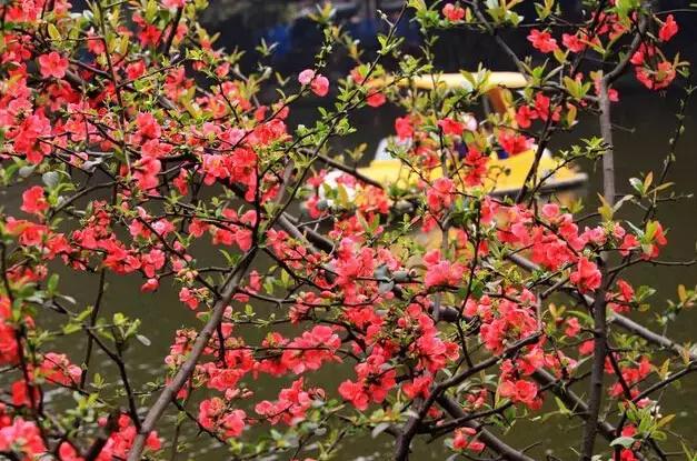 海棠花全部盛开,中国最大的海棠花观赏地