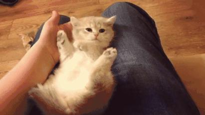 感受小猫咪的视角,第一视角体验小猫