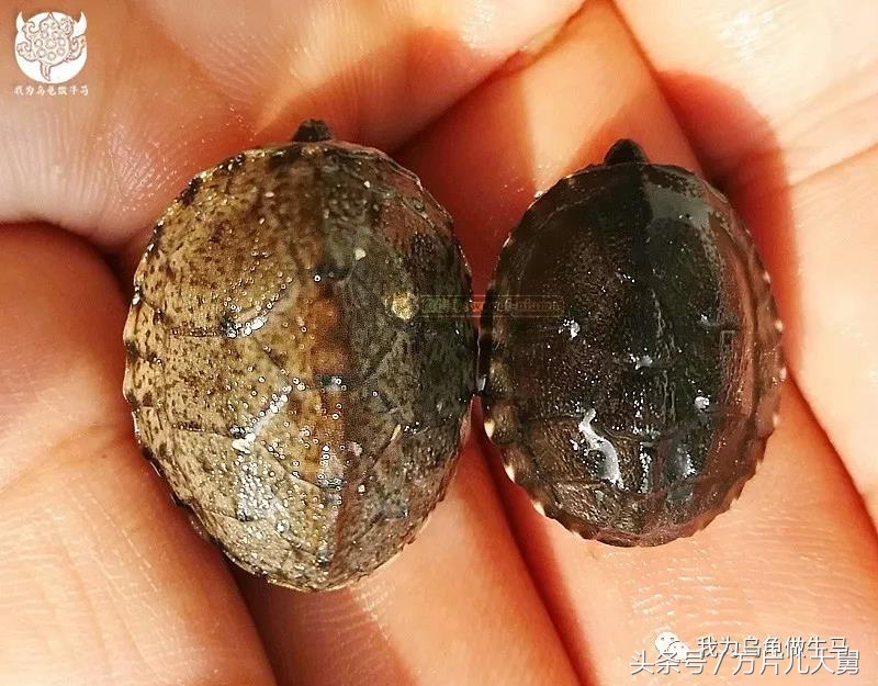 美文欣赏—头有斑、壳有纹、不加温、体型小，还不贵，它就是剃刀