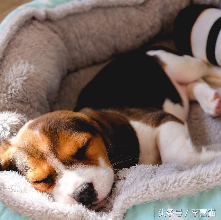 史努比狗是什么狗,史努比的原型是比格还是贝灵顿