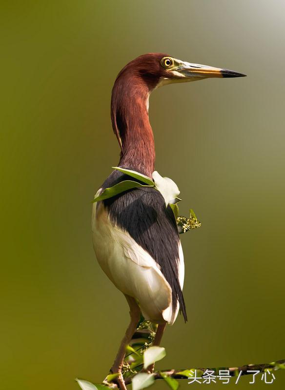 池鹭有几种,池鹭百科知识