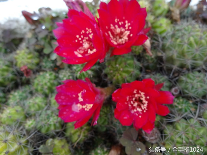 朱丽球，一款适合懒癌又容易开花爆盆仙人球