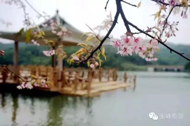 滚蛋吧,春困君!广东这些花花世界让你秒变龙马精神!