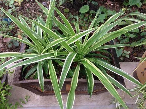 揪片叶子丢水里，呼啦啦长出一大片，开花了忒漂亮！