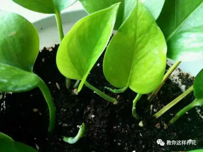 绿萝发财树杜鹃发黄萎蔫枯死，一个塑料袋就能救回！