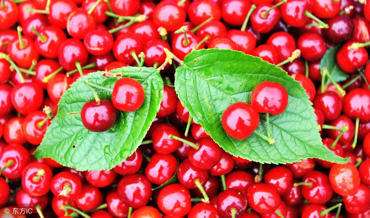 才怀孕的孕妇吃什么水果对胎儿好,孕妇怀孕期间可以着重吃什么水果