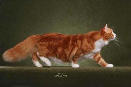 喵星人的3种类型,喵星人类型对照表