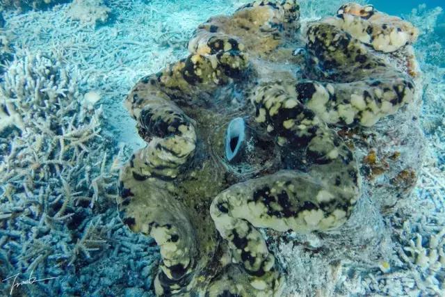 帕劳去玩的人多吗,帕劳到巴厘岛