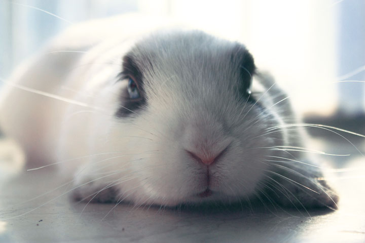 小白兔的故事在线听完整版,讲一下小白兔的故事