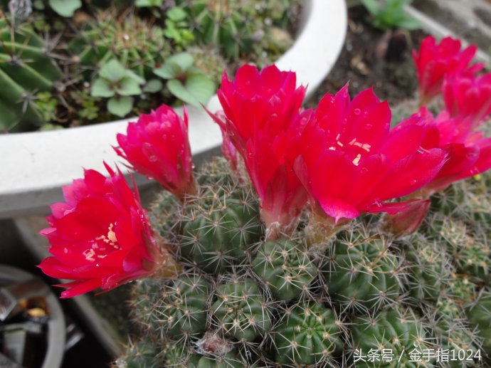 朱丽球，一款适合懒癌又容易开花爆盆仙人球