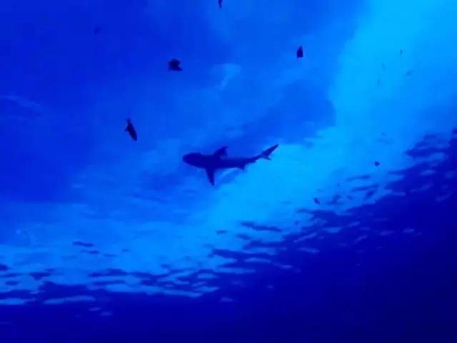 帕劳旅游攻略旅游视频,帕劳旅游攻略2018