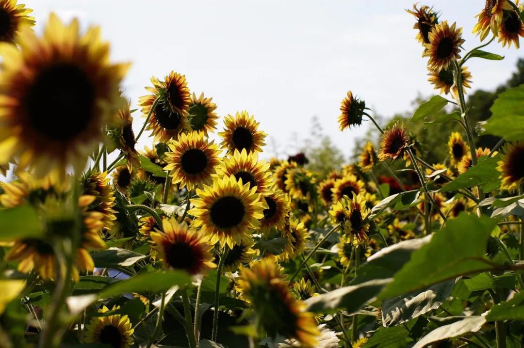 上海新年一定要去的地方,过年上海去哪玩好又便宜又好玩