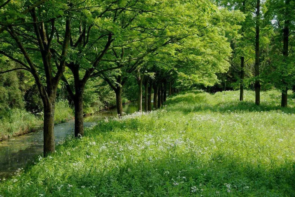 上海新年一定要去的地方,过年上海去哪玩好又便宜又好玩