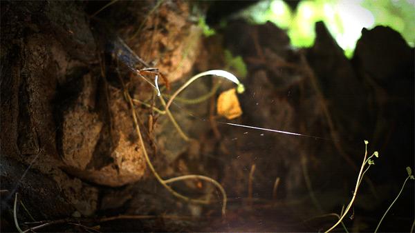 贵人说话吉人寡语,吉人寡言贵人慢言