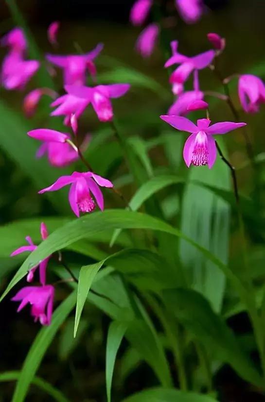精品兰花欣赏一花一草一世界,100种最美兰花大饱眼福邀君共赏