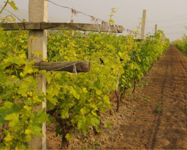 葡萄大小粒的原因和解决方法,葡萄大小粒如何处理