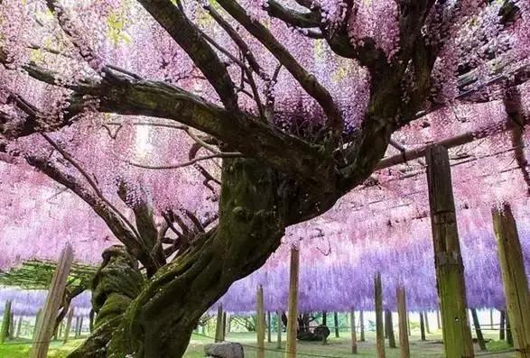 一场比樱花浪漫的紫藤之旅,一场紫藤花下的旅行