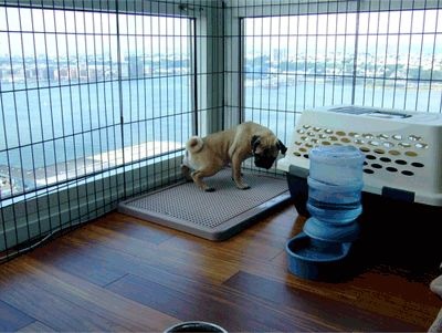 如何在围栏里训练狗狗定点大小便,狗狗随地小便怎么训练喝水