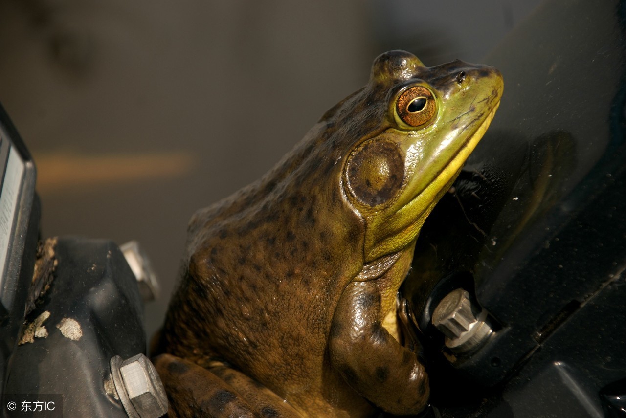 养牛蛙的前景和利润如何,养牛蛙到底赚不赚钱