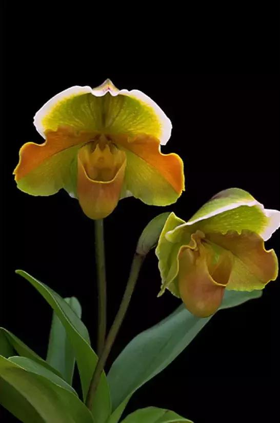 几十种漂亮又特别的兰花邀您共赏,一花一草一世界精品兰花欣赏