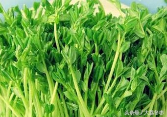 室内种植芽苗菜需要多少钱投资,种植芽苗菜要什么条件