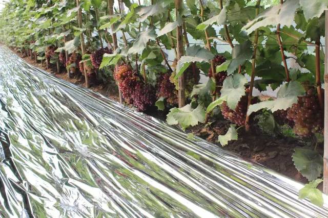 葡萄大小粒的原因和解决方法,葡萄大小粒如何处理