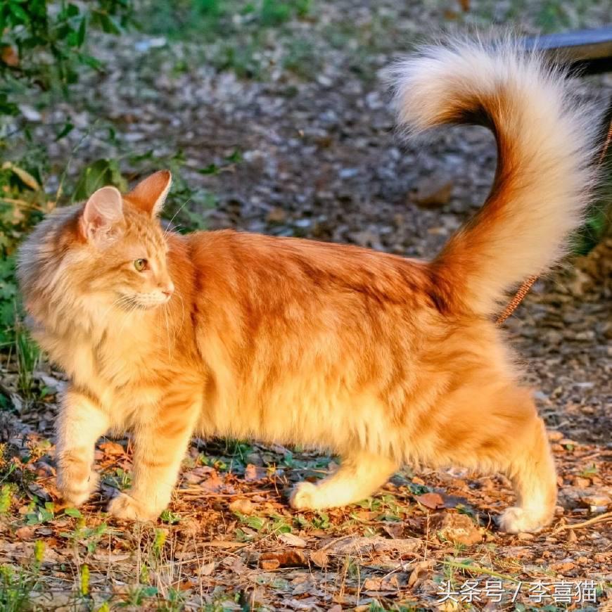 最会撩的挪威森林猫,高贵优雅灵动自然挪威森林猫